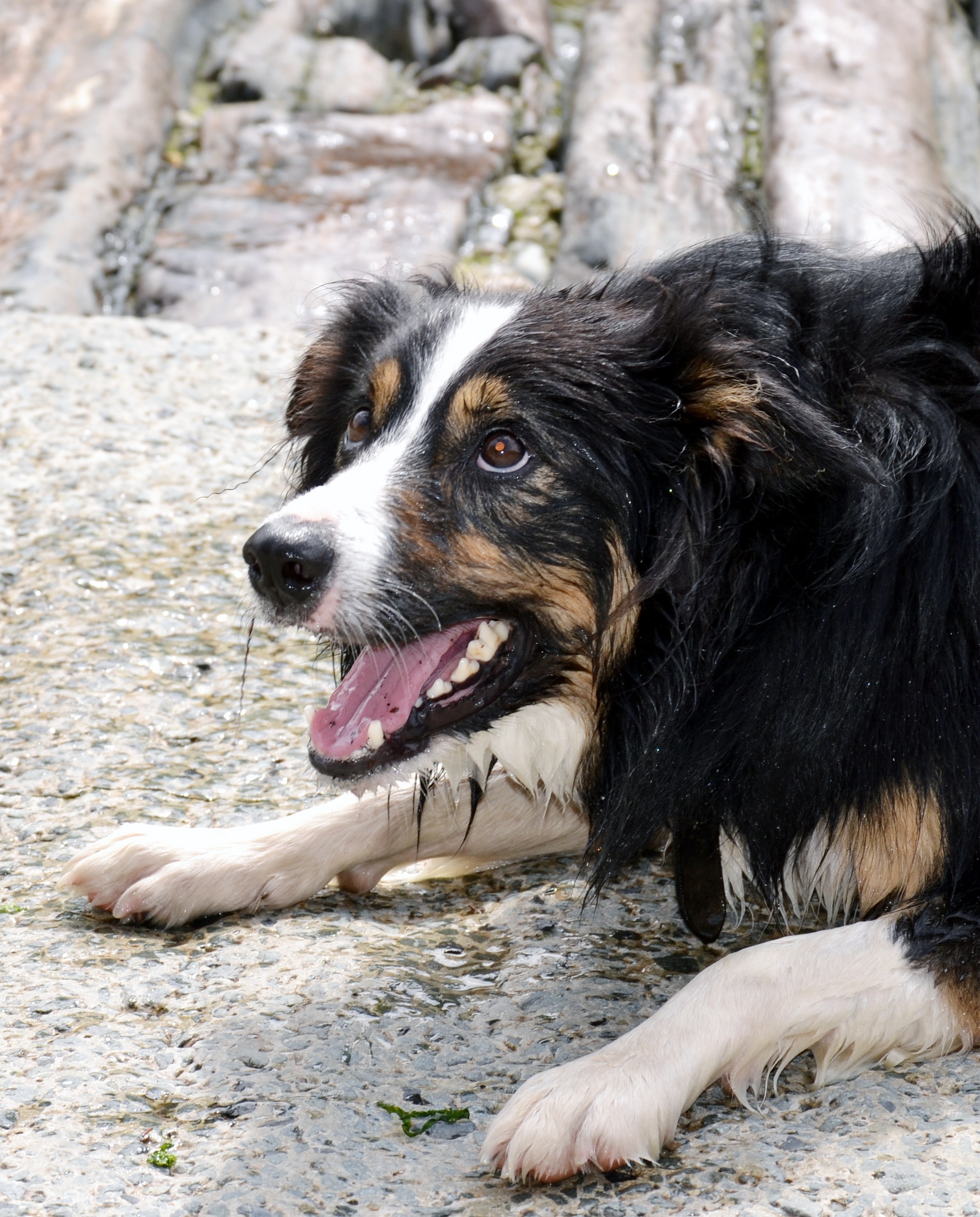 Bernese Mountain dog
