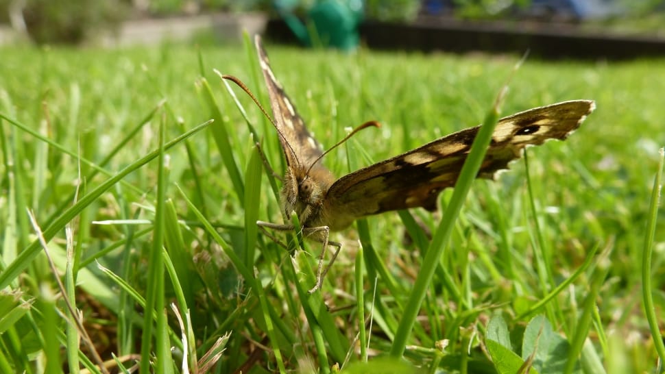 close-up photo of brown, black, and beige butterfly on green grass preview