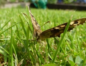 close-up photo of brown, black, and beige butterfly on green grass thumbnail