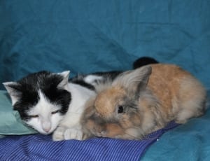 gray and brown rabbit next to cat thumbnail