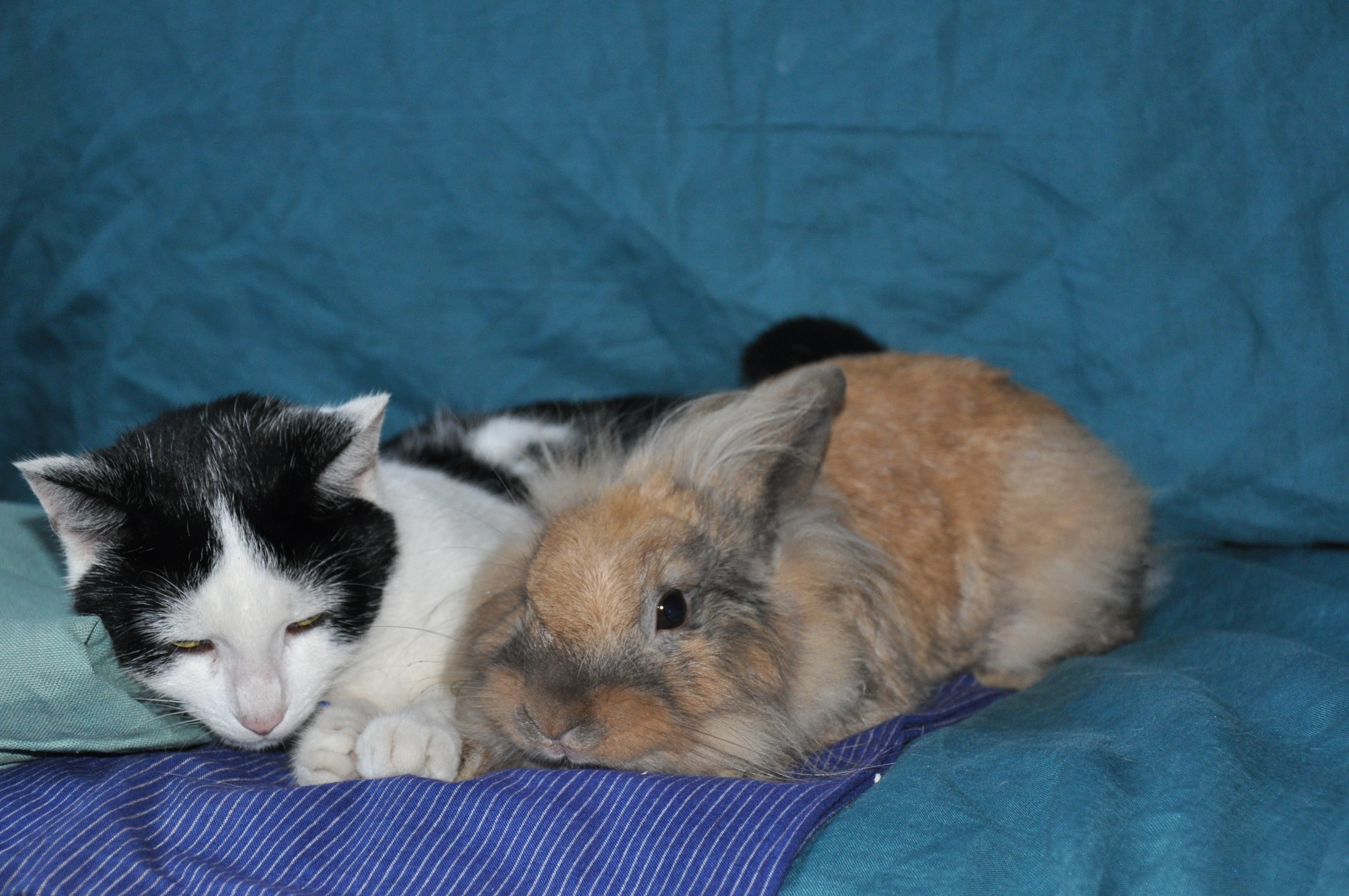 gray and brown rabbit next to cat