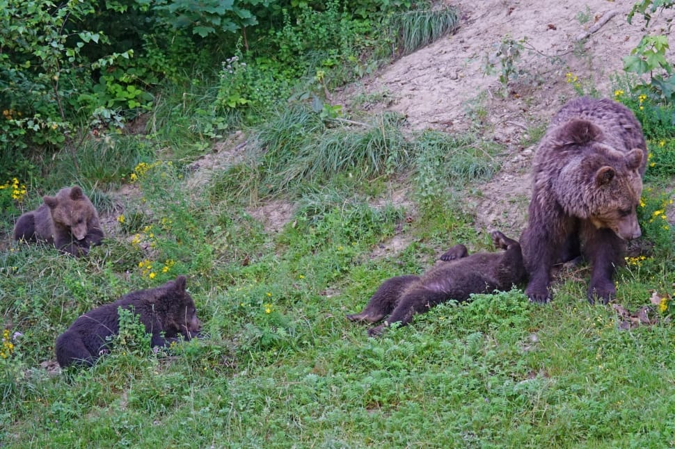 grizzly bear with 3 cubs preview