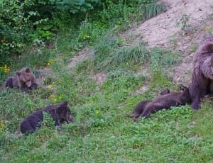 grizzly bear with 3 cubs thumbnail