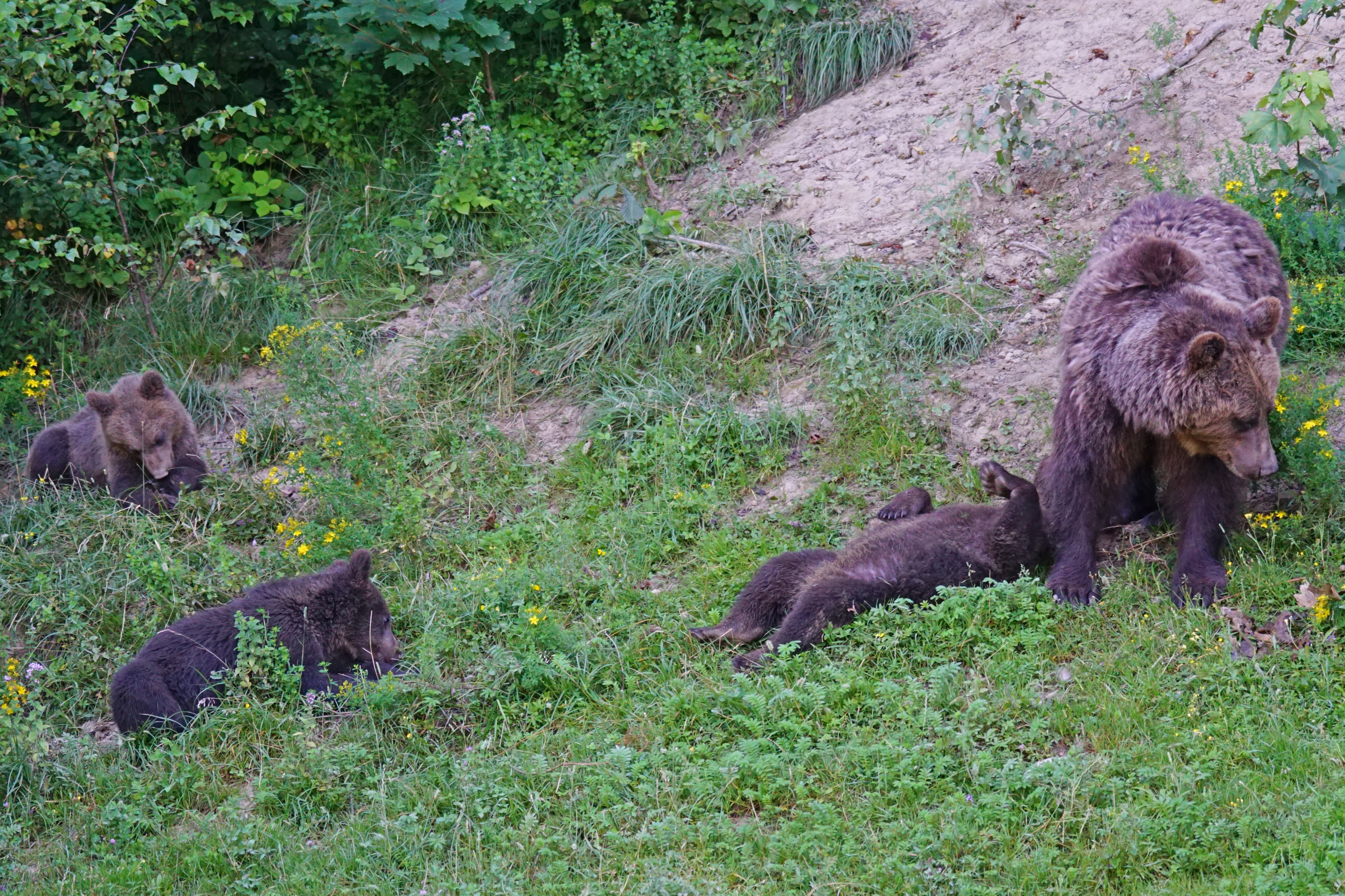 grizzly bear with 3 cubs
