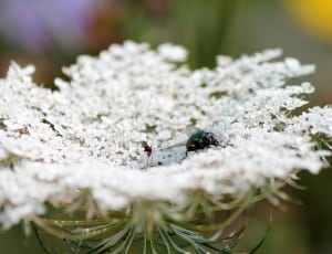 shallow focus photography of housefly on white flowers thumbnail