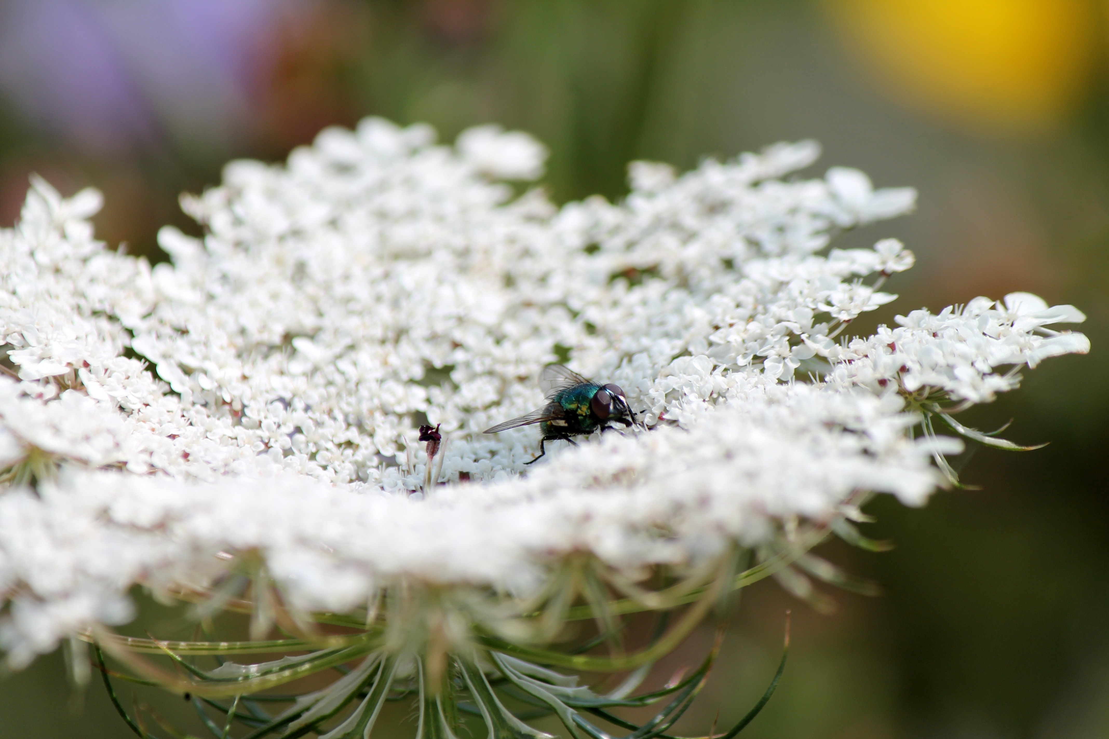 shallow focus photography of housefly on white flowers