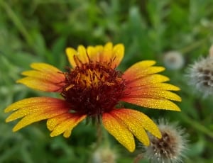 yellow and red blanket flower thumbnail