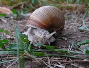 brown garden snail thumbnail