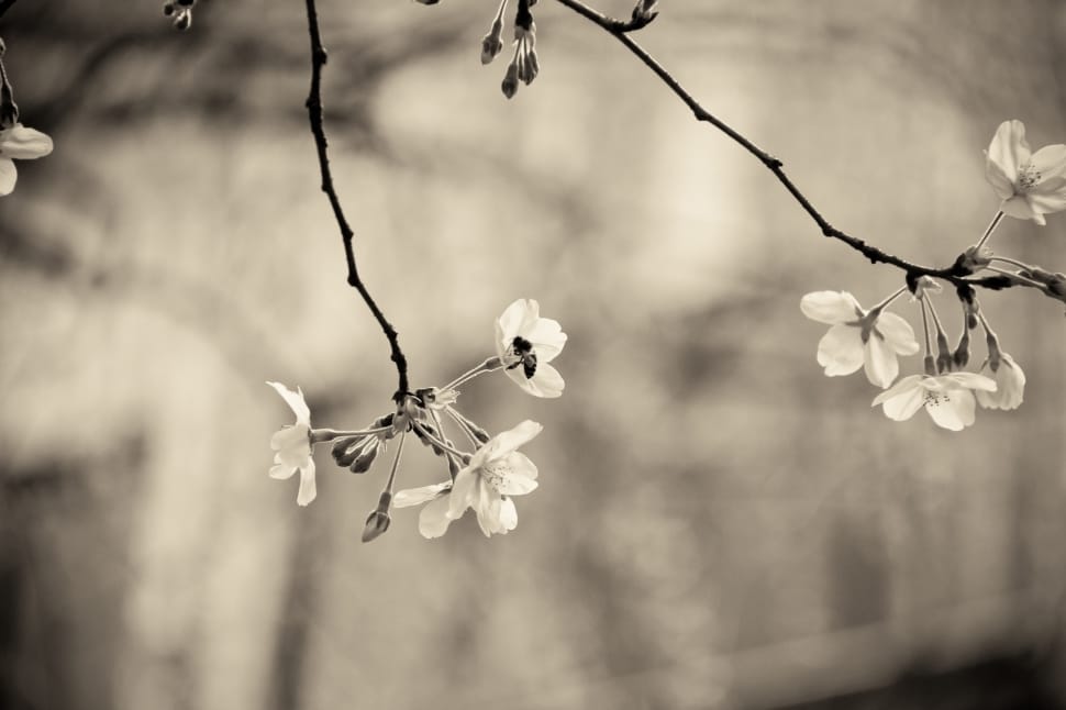 grayscale picture of cherry blossom preview