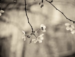 grayscale picture of cherry blossom thumbnail