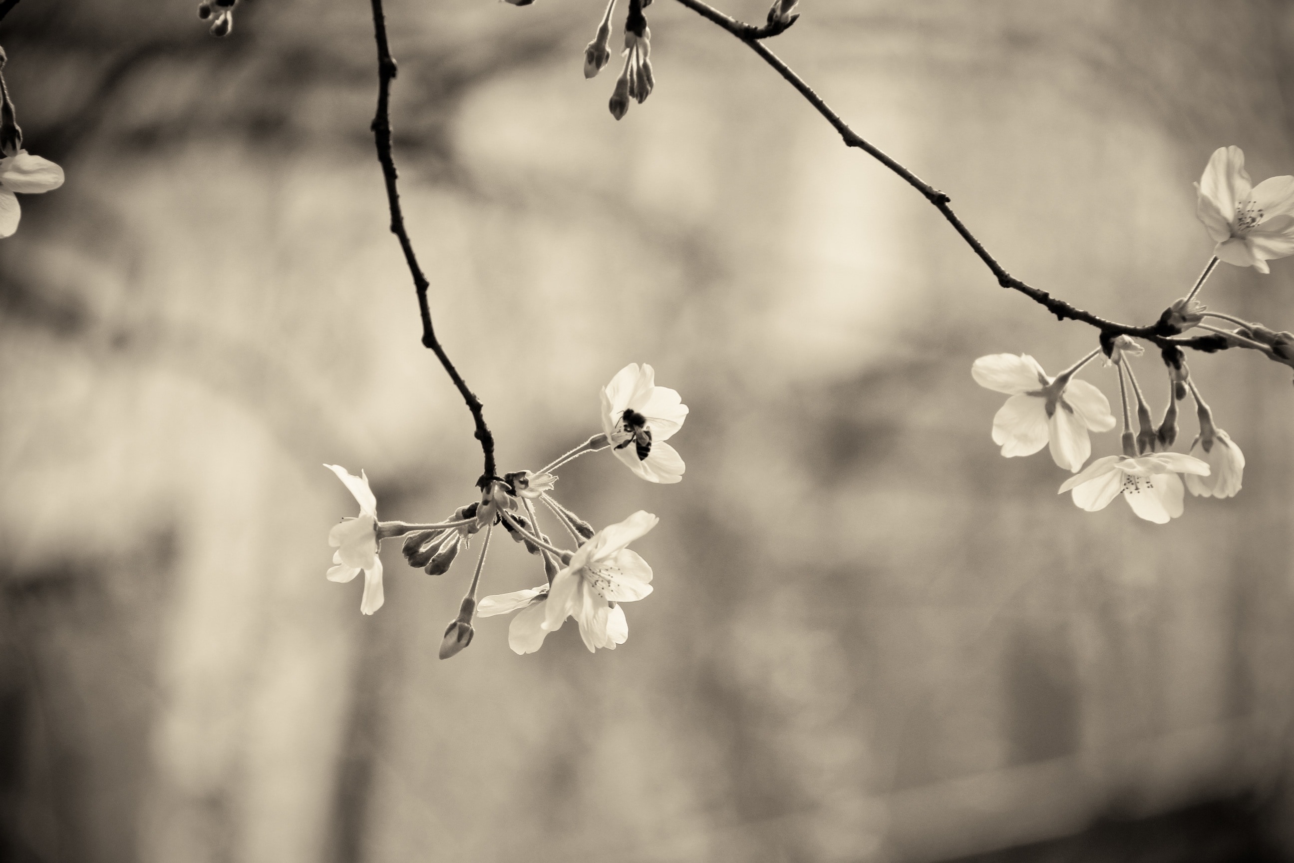 grayscale picture of cherry blossom