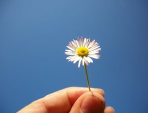 white daisy thumbnail