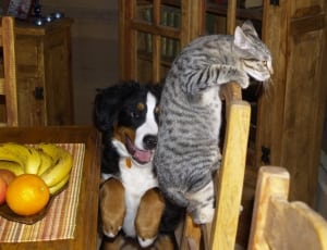 bernese mountain dog and grey tabby cat thumbnail