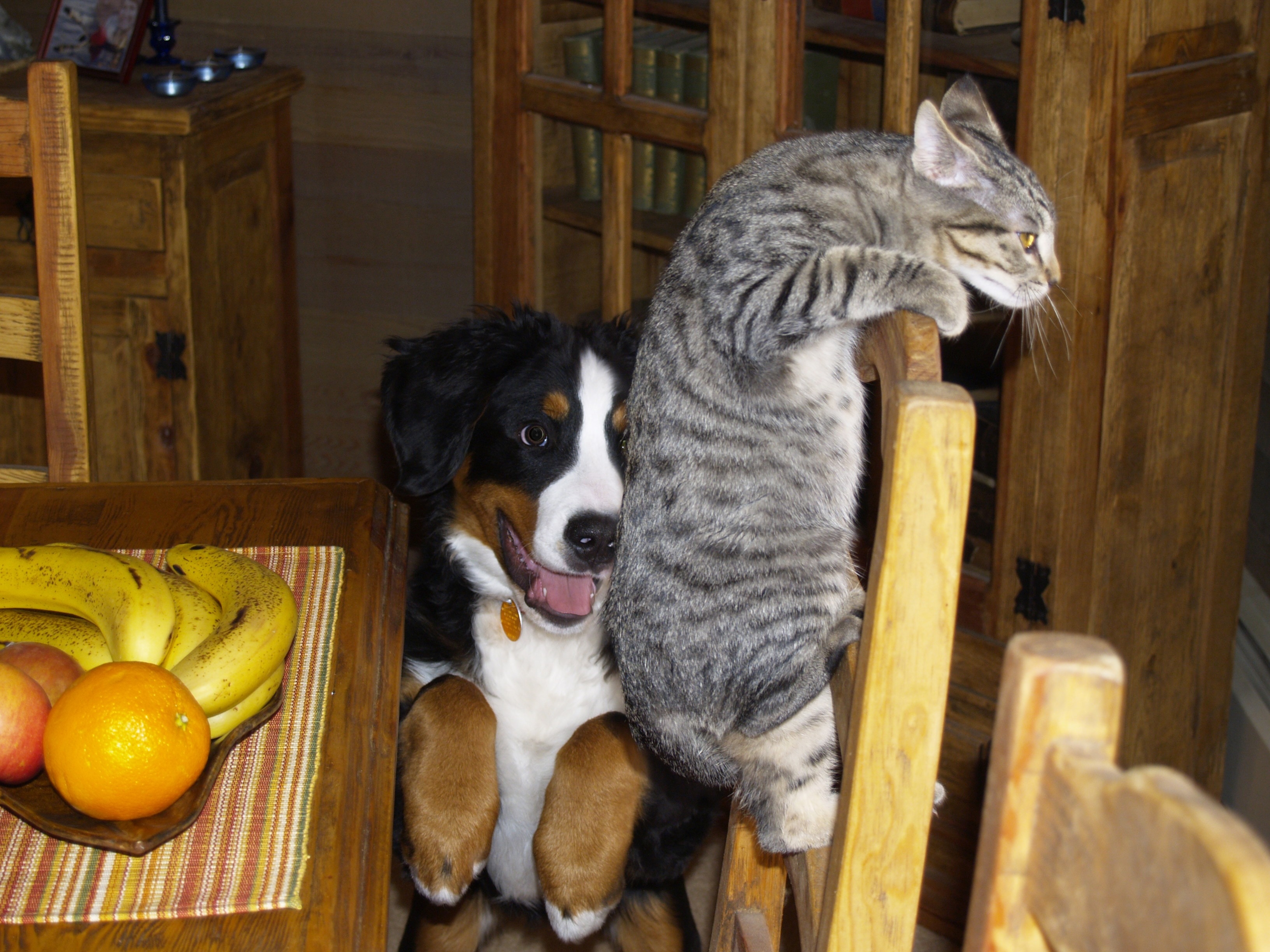 bernese mountain dog and grey tabby cat