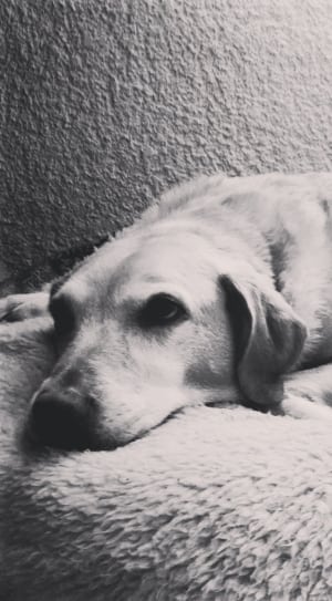 grayscale photography of dog lying on the white textile thumbnail