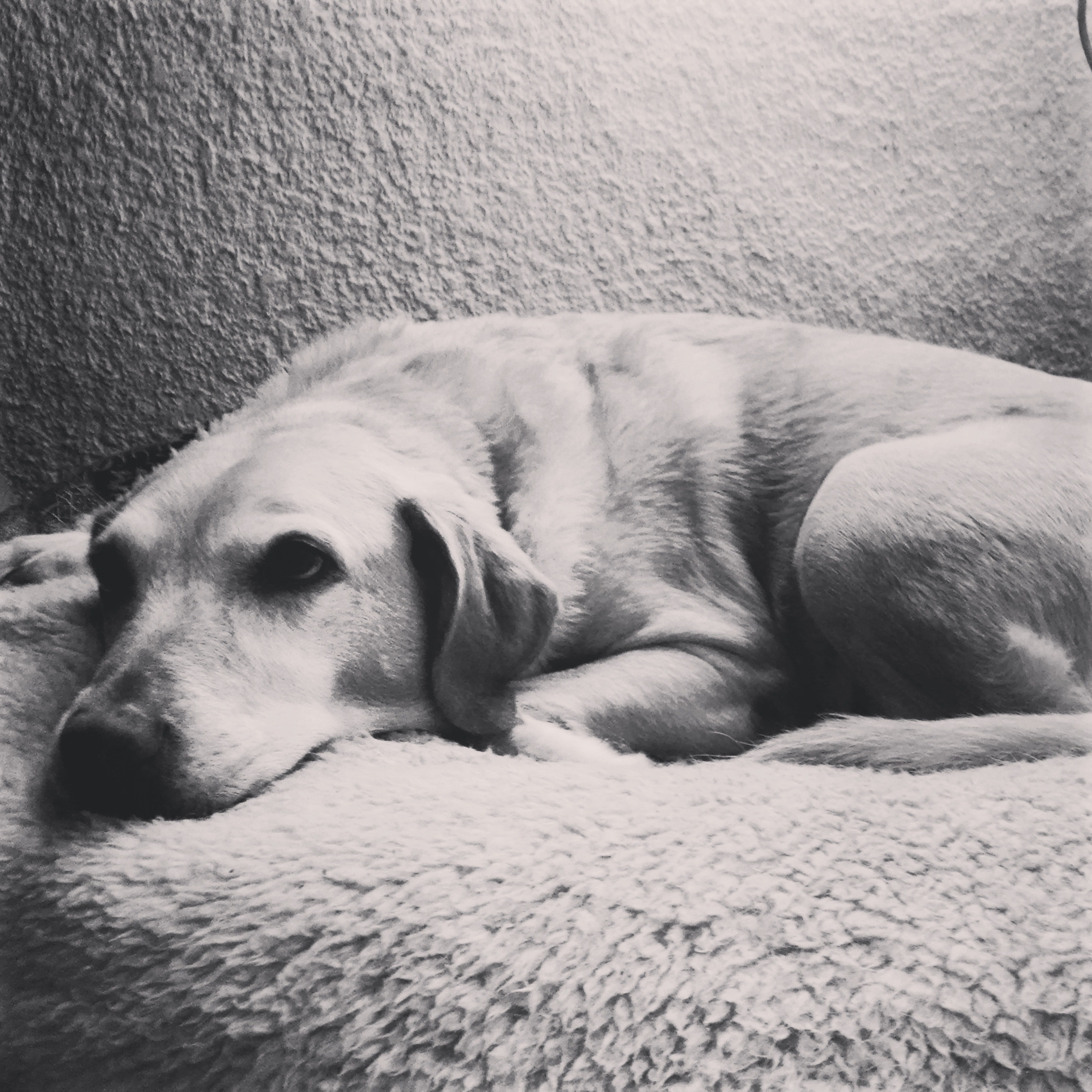 grayscale photography of dog lying on the white textile