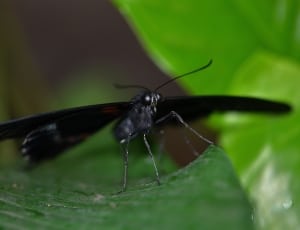 Butterfly, Black, Nature, Fly, Flying, insect, one animal thumbnail