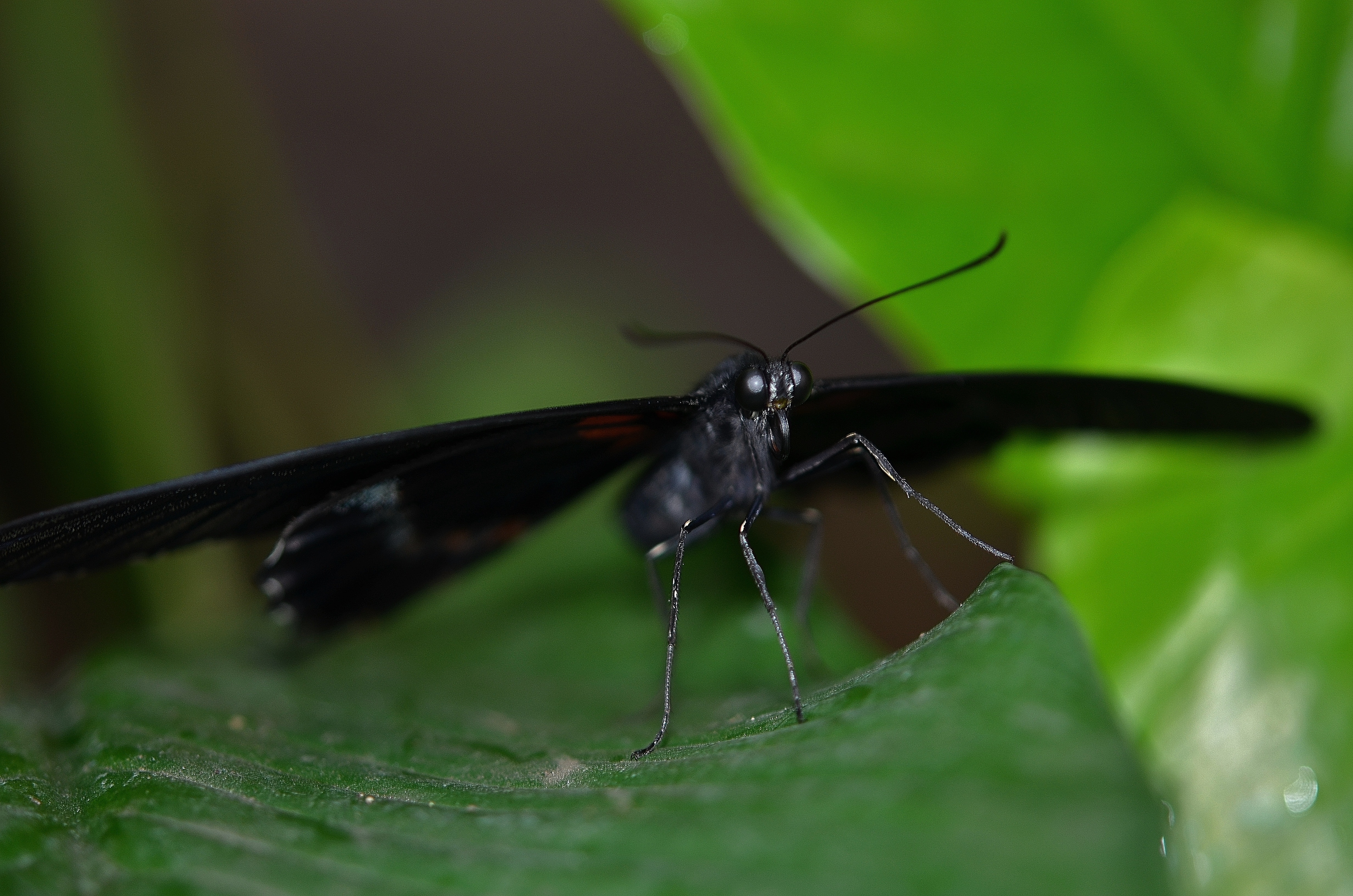 Большие черные насекомые