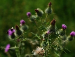 green and purple flower thumbnail