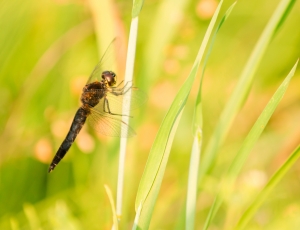 close-up photo of brown dragonfly on green grass thumbnail