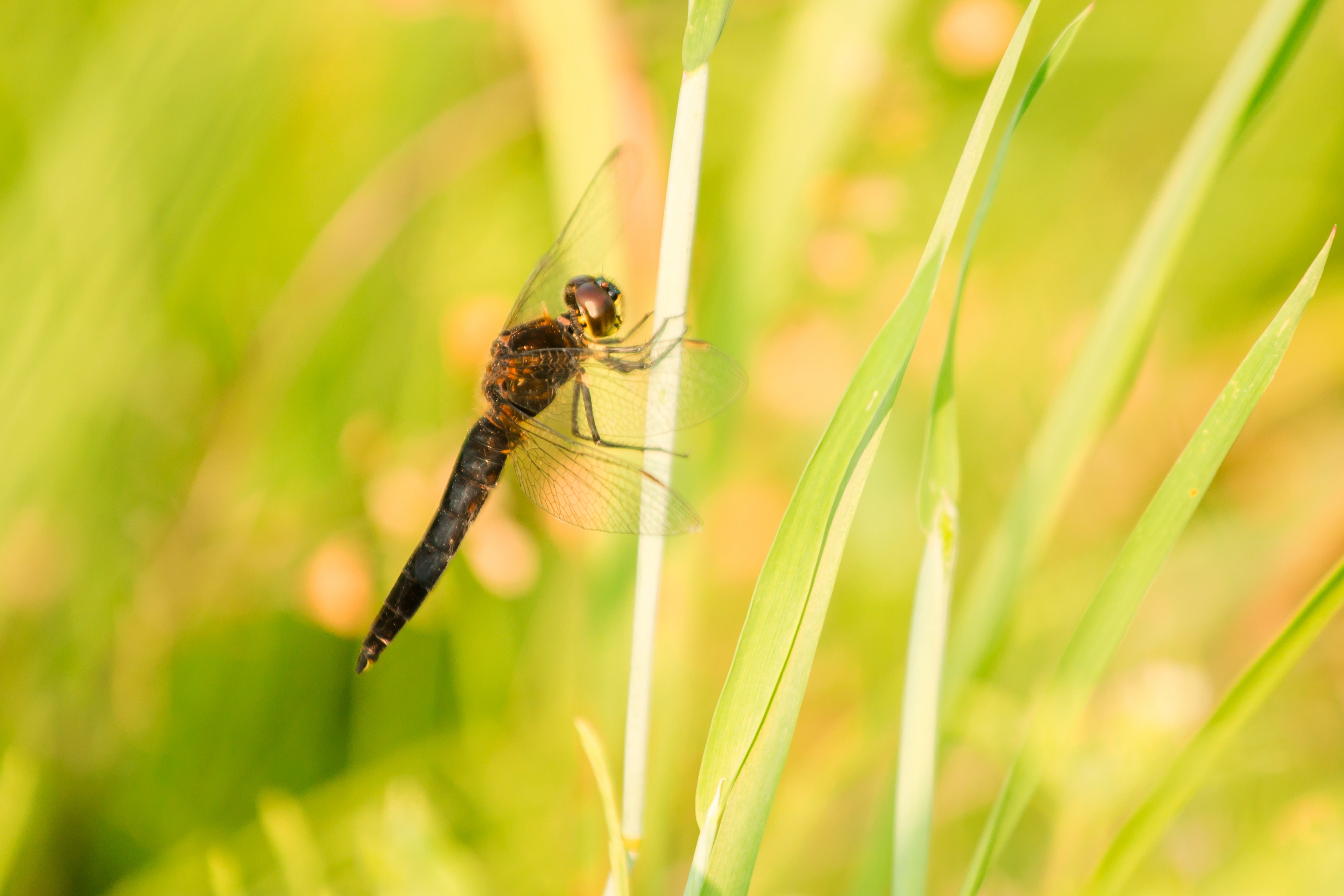close-up photo of brown dragonfly on green grass