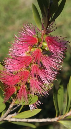 pink and green fiber plant thumbnail