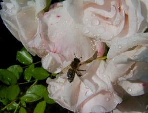 black and yellow bee on top of white-and-pink flowers thumbnail