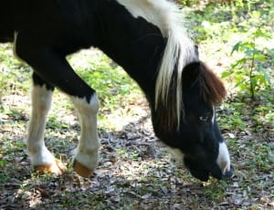 black and white horse thumbnail