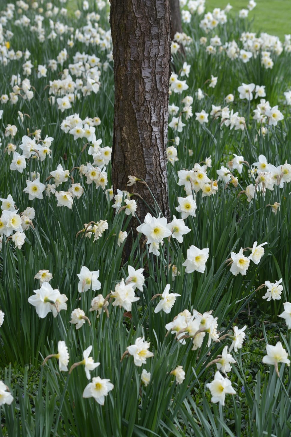 white and yellow daffodils preview