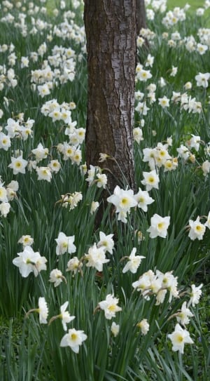 white and yellow daffodils thumbnail