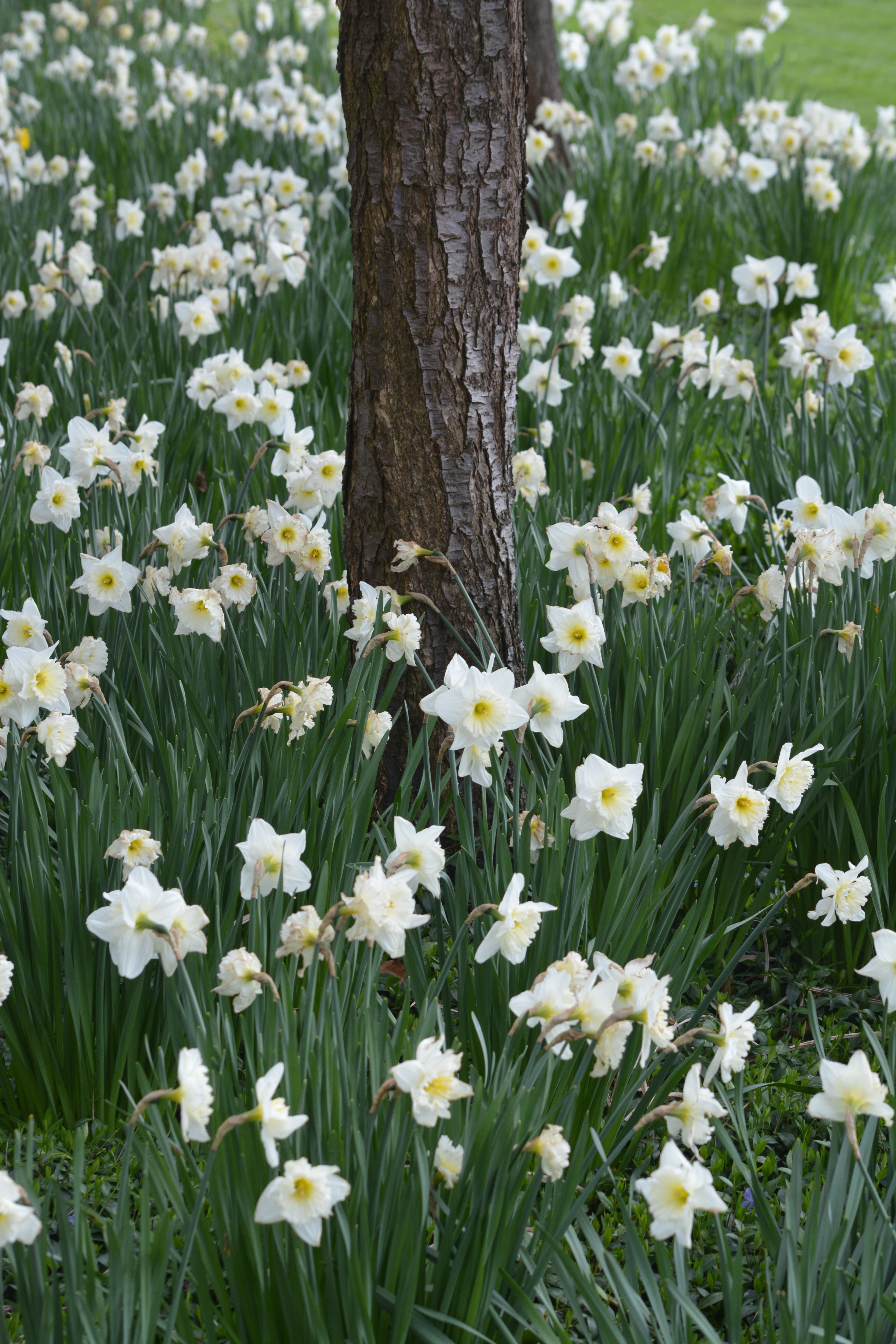 white and yellow daffodils