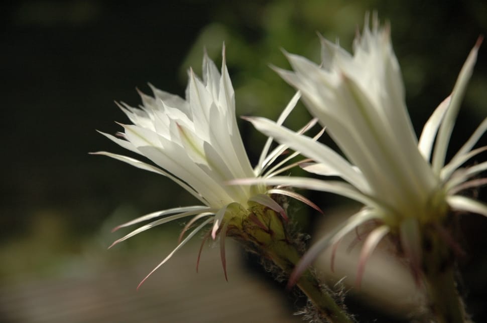 close up photograph of two white flowers preview