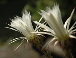 close up photograph of two white flowers thumbnail