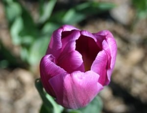 purple petaled flower thumbnail