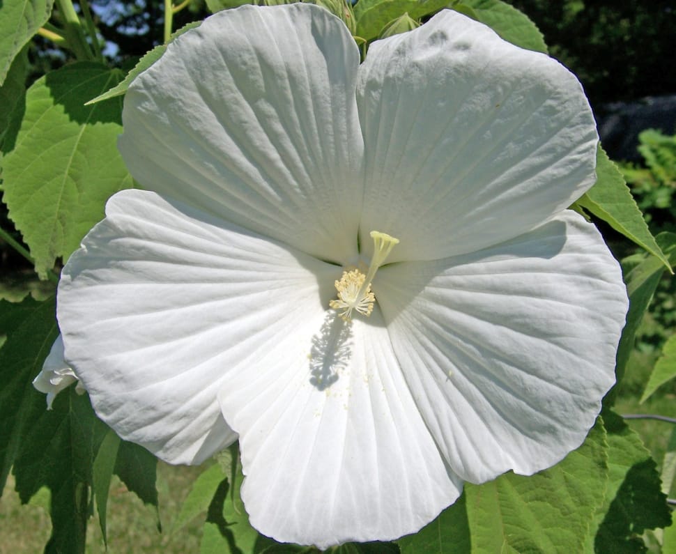 white hibiscus preview