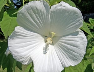 white hibiscus thumbnail