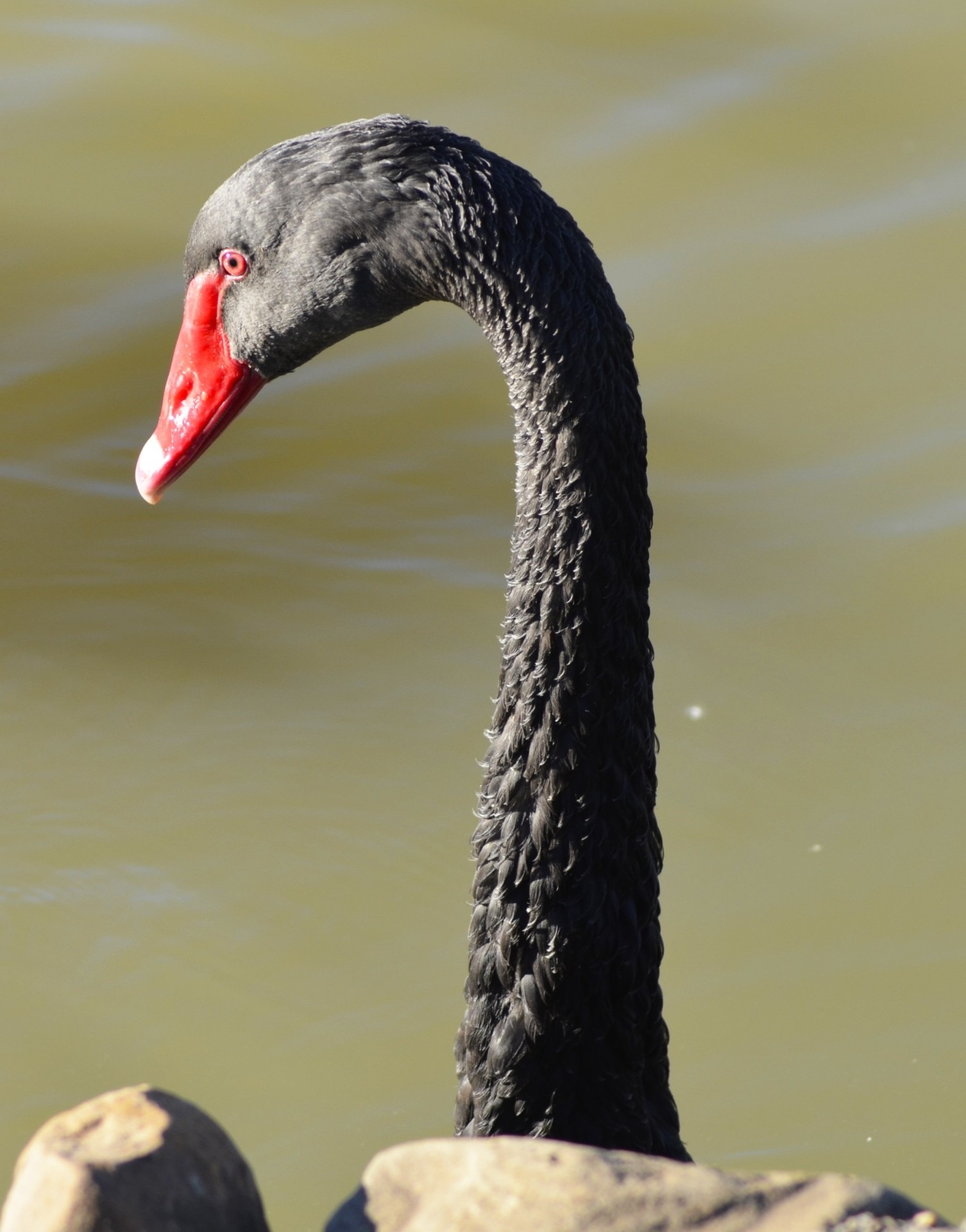 black with red beak goose
