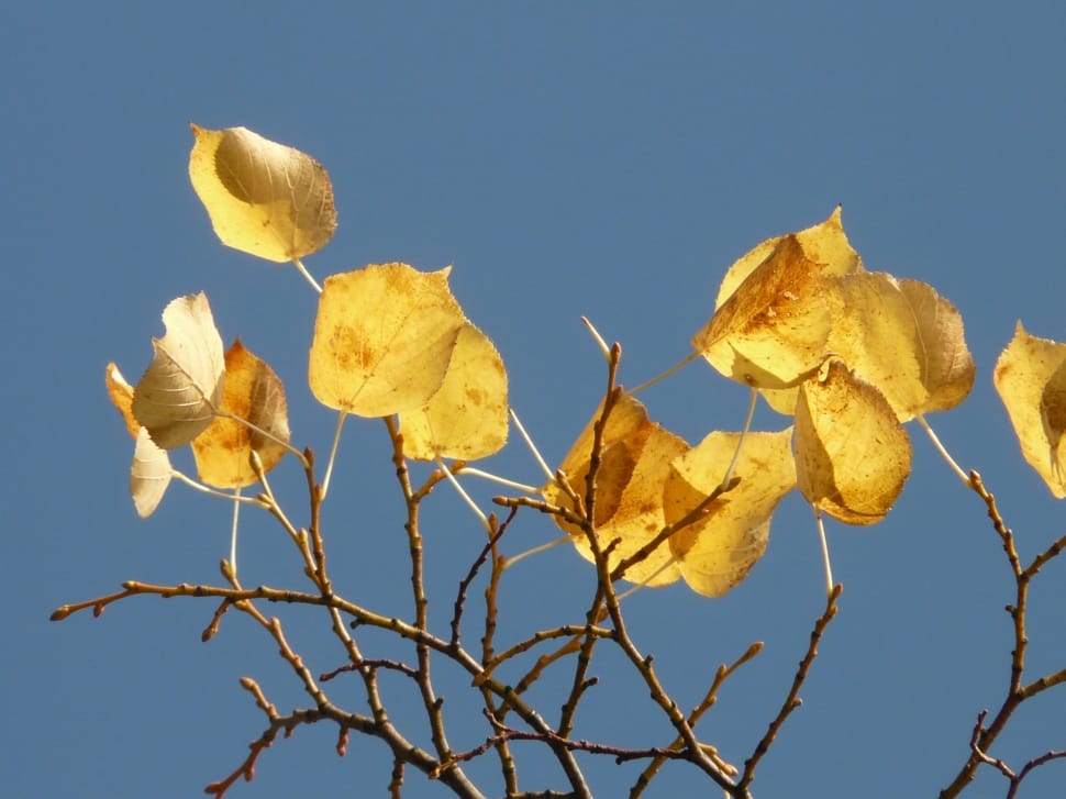 yellow leaves on branch preview