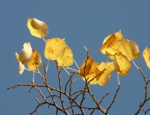 yellow leaves on branch thumbnail