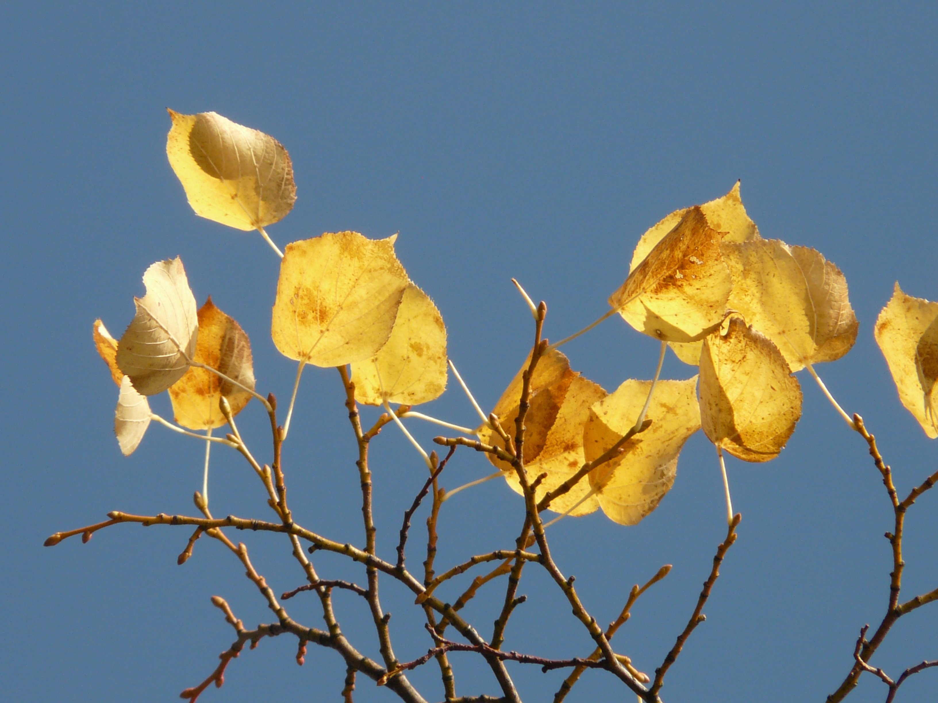 yellow leaves on branch