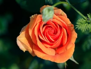 orange rose thumbnail