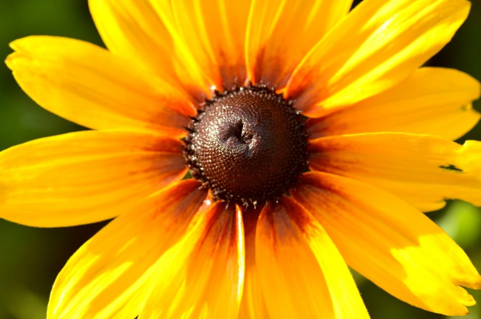 yellow black eyed susan preview