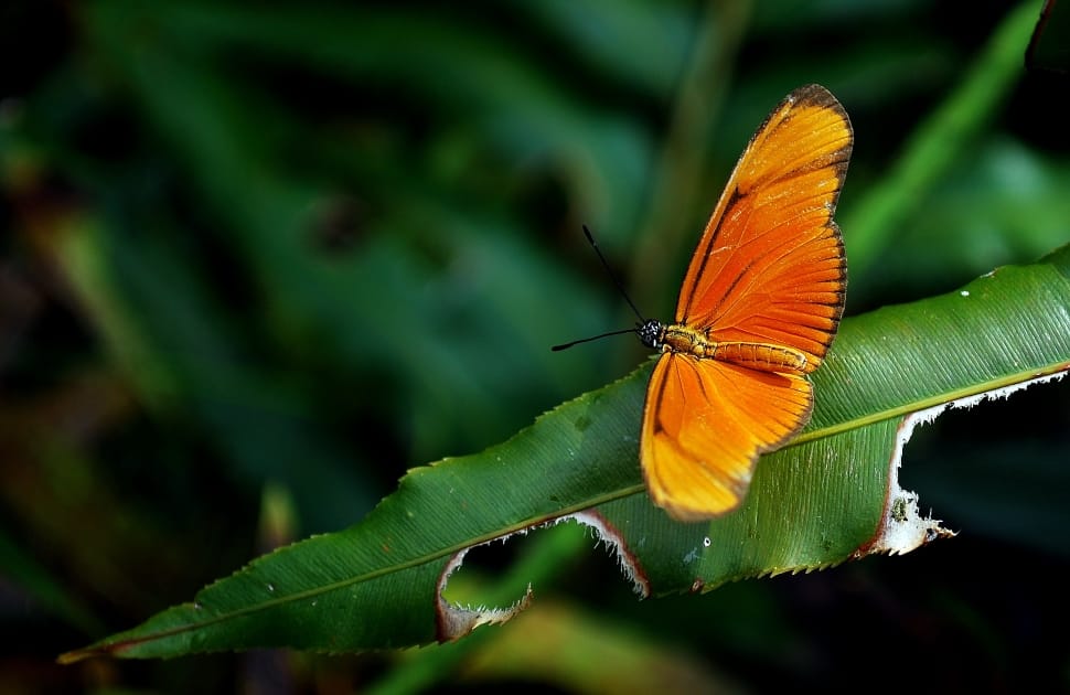Butterfly, Insect, Nature, Orange, butterfly - insect, insect preview