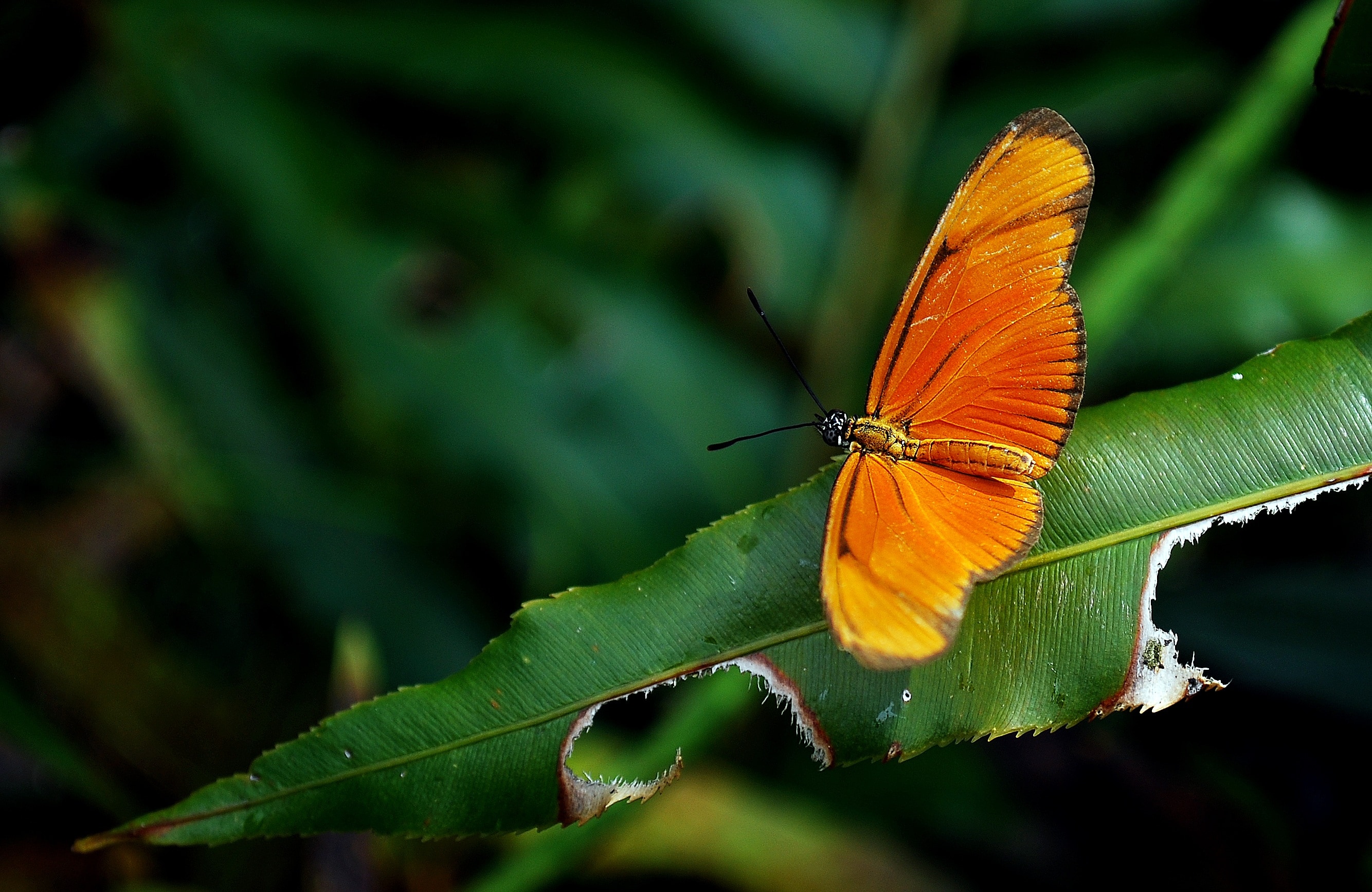Butterfly, Insect, Nature, Orange, butterfly - insect, insect