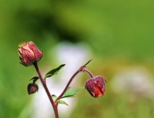 red and pink flower buds thumbnail