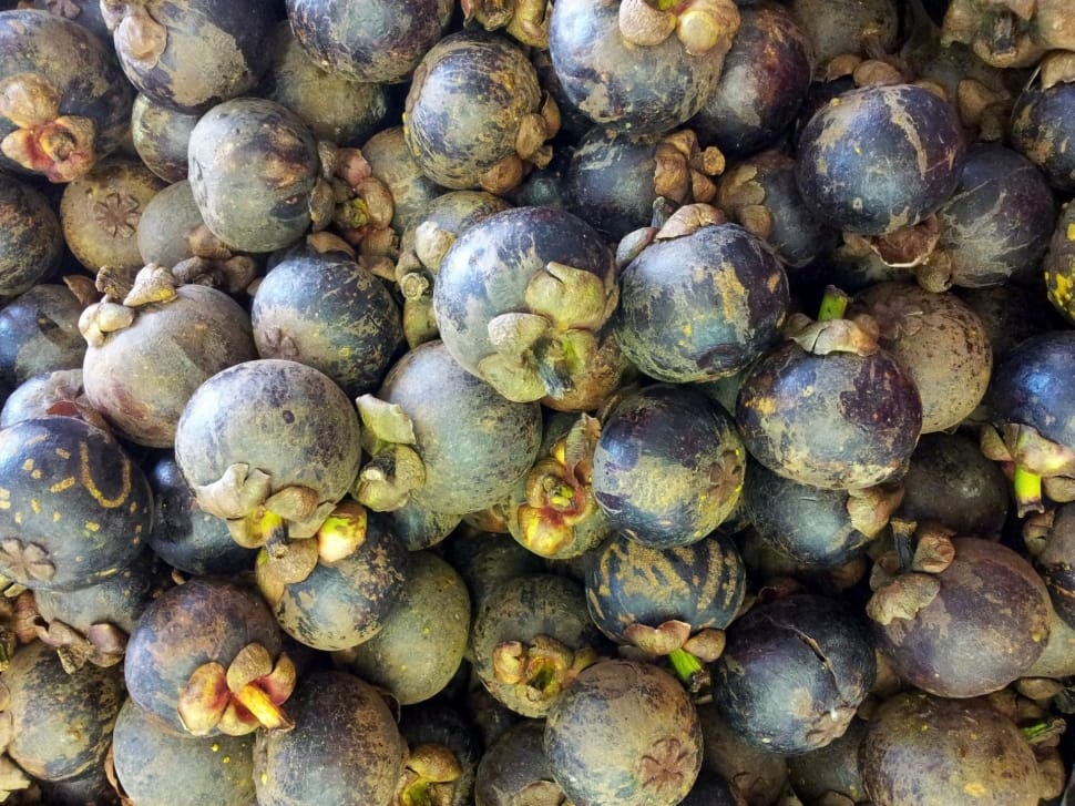 maroon mangosteen preview