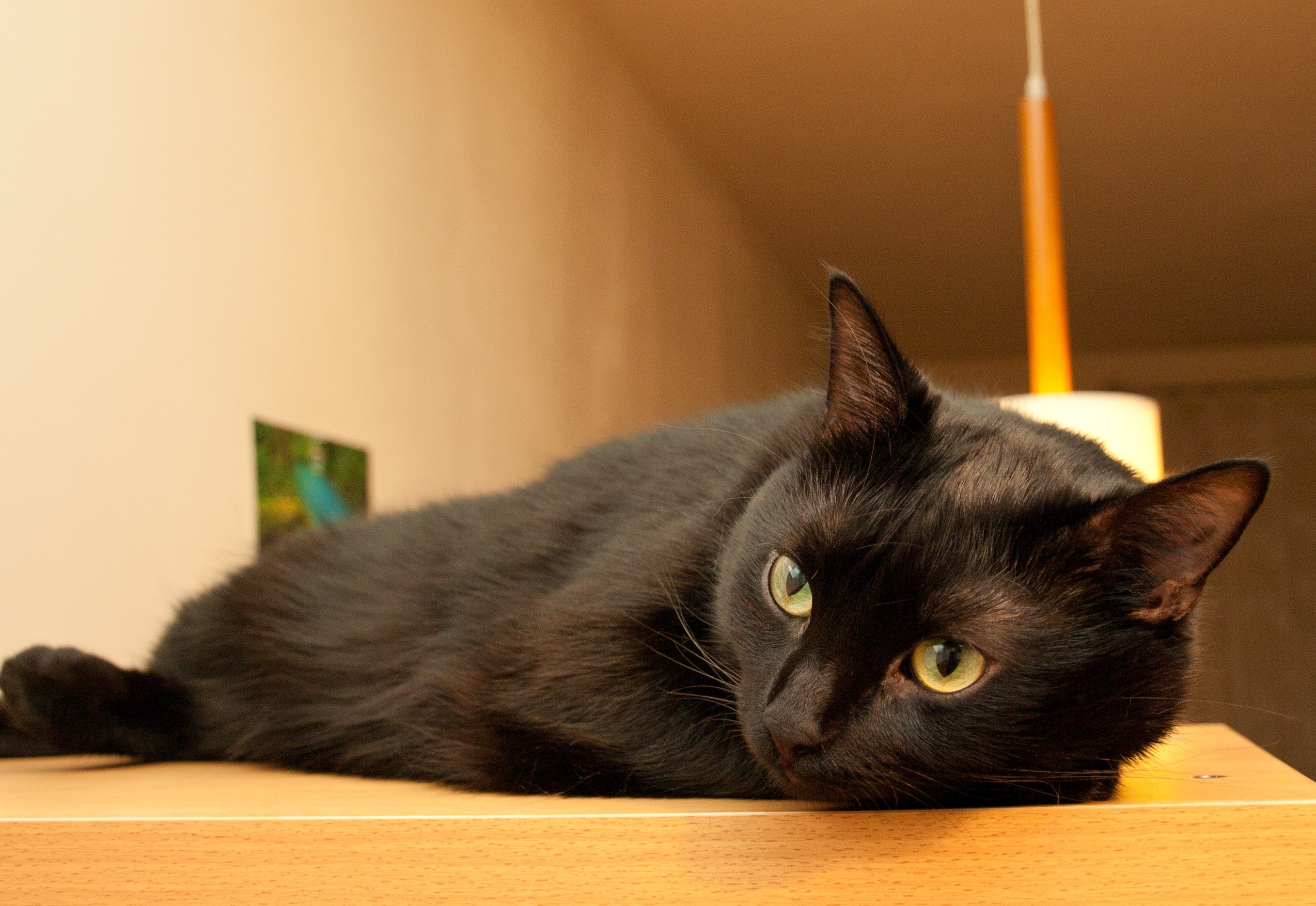 Черная кошка в доме хорошо. Бомбейская кошка длинношерстная. Бомбейская черная кошка. Бомбейская кошка пушистая. Черная Бомбейская кошка с зелеными глазами.
