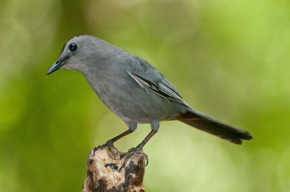 gray humming bird preview