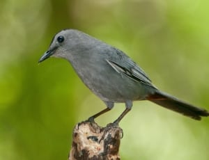 gray humming bird thumbnail