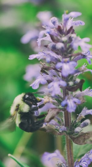 selective focus photo of bee perching on the purple flower thumbnail